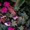 Sandalen dames - Bunjil Goods