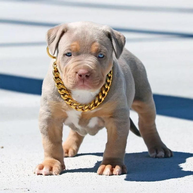 Gold Plated Stylish Pet Chain Collar | Hip-Hop Design | Durable Plastic | Multiple Sizes | Trendy & Lightweight | Comfortable Fit | Enhances Pet Elegance | Various Colors Available