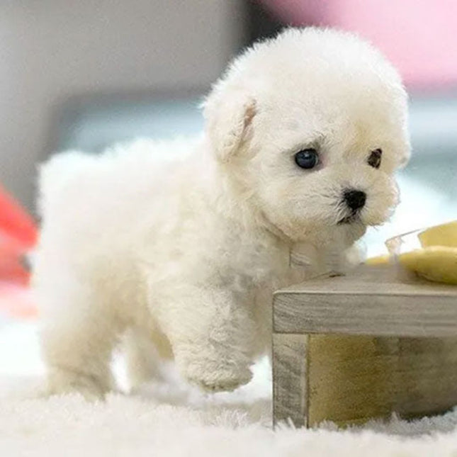 Interactive Lifelike Robotic Puppy | Handcrafted Details | Synthetic Leather | Voice & Touch Responsive | Movable Actions | Soft & Cuddly | Eco-Friendly Design | Compact Size | Perfect Companion for All Ages