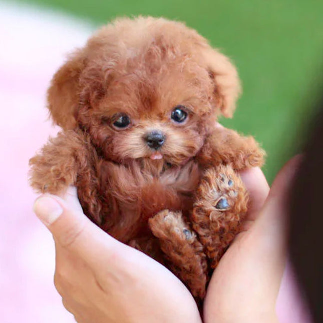 Interactive Lifelike Robotic Puppy | Handcrafted Details | Synthetic Leather | Voice & Touch Responsive | Movable Actions | Soft & Cuddly | Eco-Friendly Design | Compact Size | Perfect Companion for All Ages