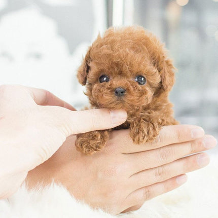 Interactive Lifelike Robotic Puppy | Handcrafted Details | Synthetic Leather | Voice & Touch Responsive | Movable Actions | Soft & Cuddly | Eco-Friendly Design | Compact Size | Perfect Companion for All Ages