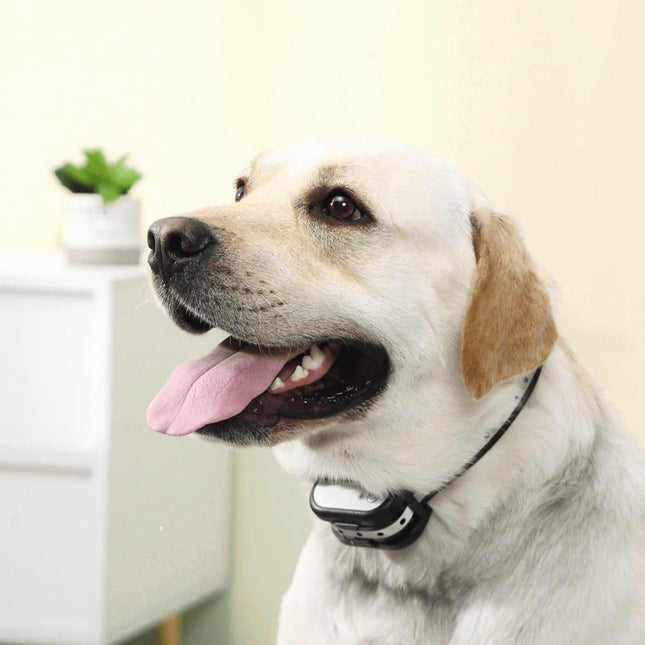 SafeZone Wireless Dog Boundary Collar | Animal-Friendly Training & Correction | Rechargeable & Water Resistant | 500m Range