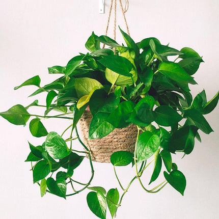 Jute Rope Hanging Planter Basket | Versatile Storage Solution | Modern Minimalist Design | Durable Construction with Waterproof Inner Lining | Diameter 20cm | Total Height 41cm | Indoor & Outdoor Use